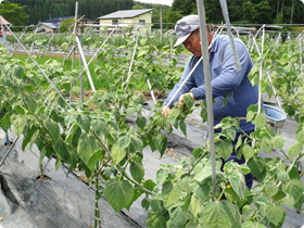 食用ほおずき